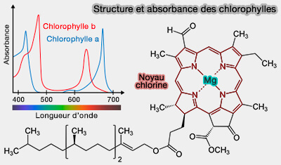 Structure et absorbance des chlorophylles