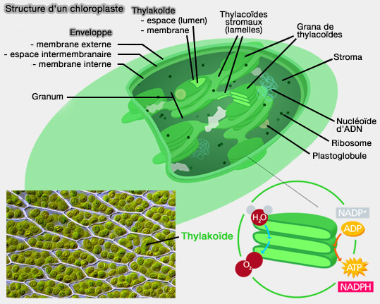 Structure d'un chloroplaste