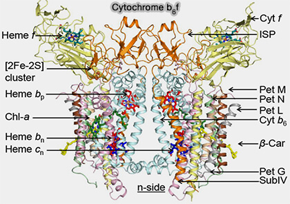 Cytochrome b6f 