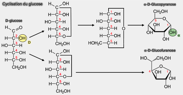 Cyclisation du D-glucose