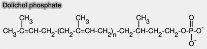Structure du dolichol phosphate 