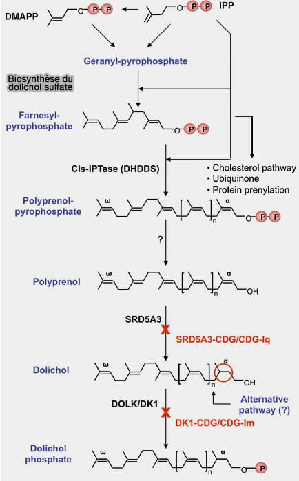 Biosynthèse du dolichol phosphat
