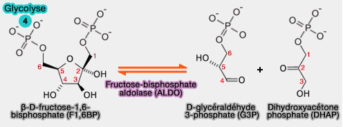 Formation des trioses phosphates