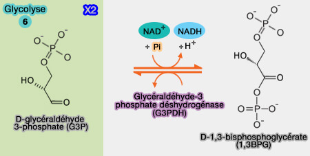 Oxydation phosphorylante du glycéraldéhyde-3-phosphate