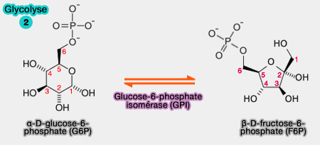 Isomérisation du glucose-6 phosphate en fructose-6-phosphate