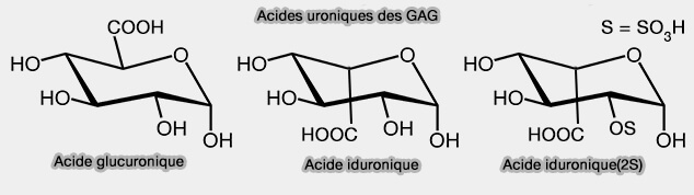 Acides uroniques des GAG