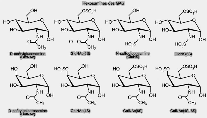 Hexosamines des GAG