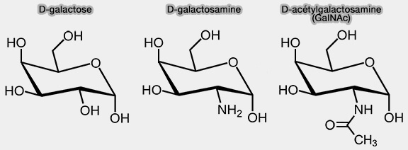 D-galactose, D-galactosamine et D-acétylgalactosamine (GalNac)
