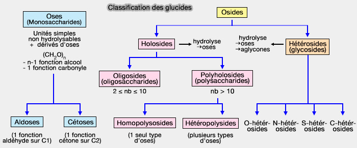 Classification des glucides