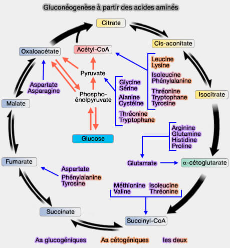 Glucogenèse à partir des acides aminés