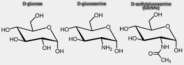 D-glucose, D-glucosamine et D-acétylglucosamine (GlcNAc)
