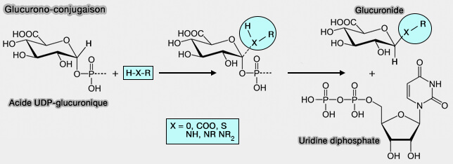 Glucurono-conjugaison