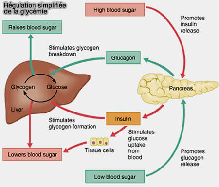 Régulation simplifiée de la glycémie