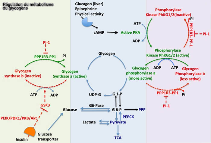 Régulation du métabolisme du glycogène
