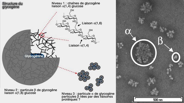 Structure du glycogène