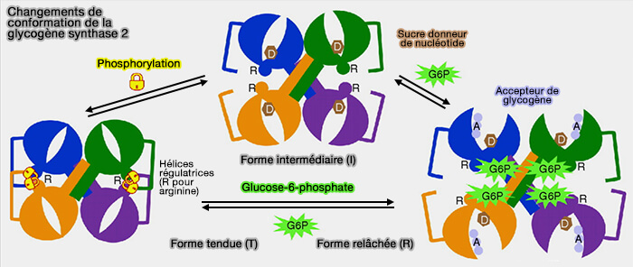 Changements de conformation de la glycogène synthase 2