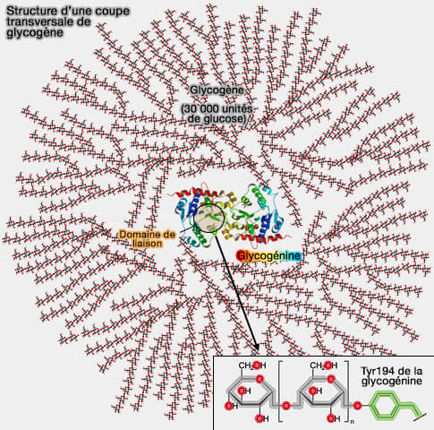 Structure d’une coupetransversale de glycogène