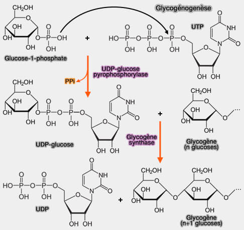 Étapes 2 et 3 de la glycogénogenèse