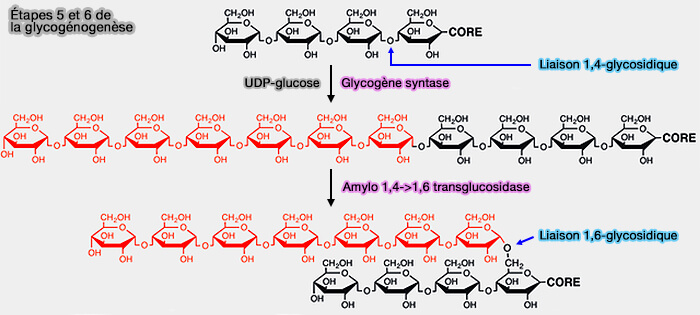 Étapes 5 et 6 de la glycogénogenèse
