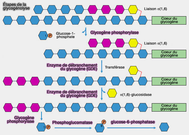 Étapes de la glycogénolyse