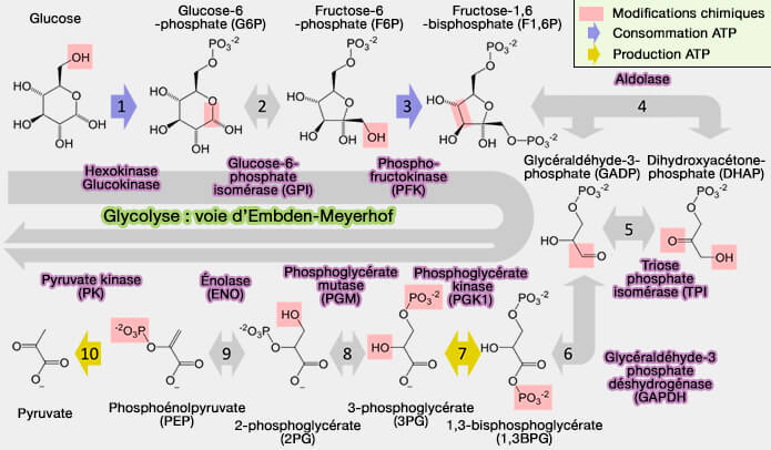 Glycolyse (voie d'Embden-Meyerhof)