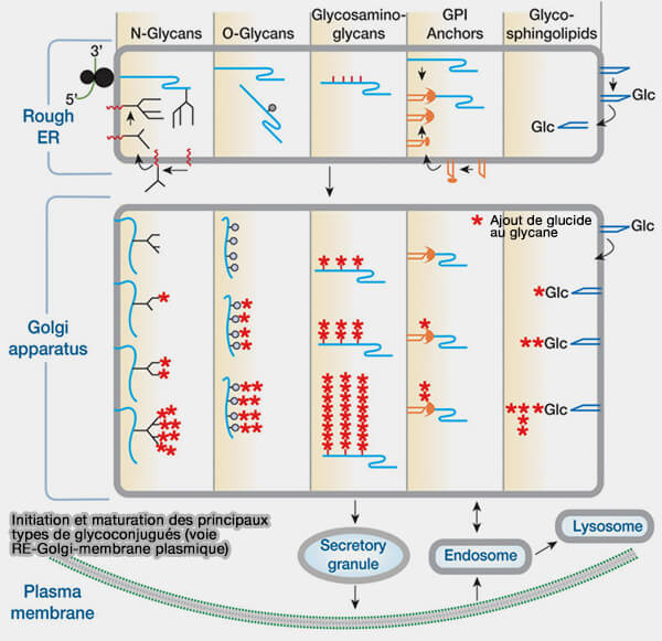 Initiation et maturation des glycoconjugués (voie RE-Golgi-membrane plasmique)