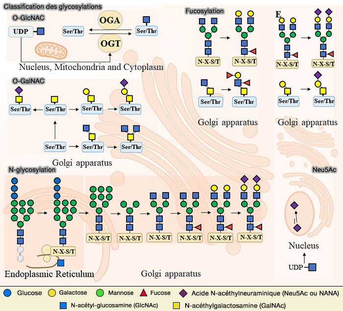 Classification des glycosylations