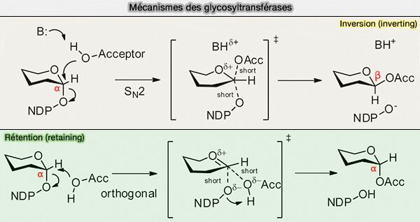 Topologie et localisation des enzymes de glycosylation de l’appareil de Golgi