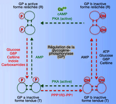 Régulation de la glycogène phosphorylase (GP)