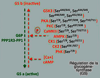 Régulation de la glycogène synthase (GS)