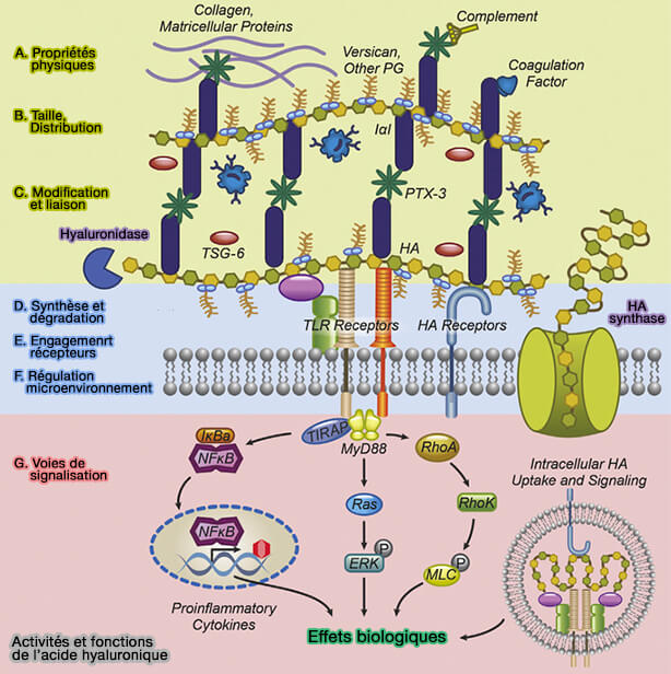 Activités et fonctions de l’acide hyaluronique (HA)