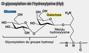 O-glycosylation de l’hydroxylysine (Hyl)