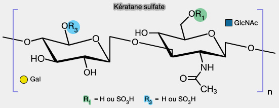 Kératane sulfate