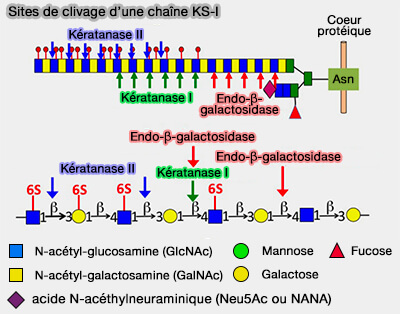 Sites de clivage d'une chaîne KS-I
