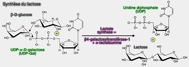 Synthèse du lactose