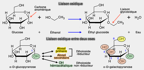 Liaison glycosidique