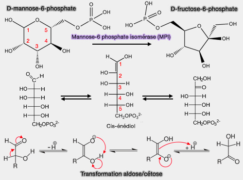 Isomérisation du mannose-6-phosphate en fructose-6-phosphate