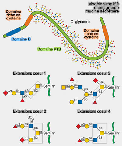 Modèle simplifié d'une grande mucine sécrétoire
