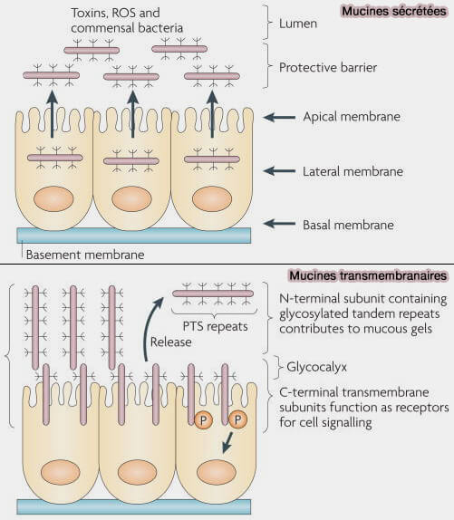 Fonctions des différentes mucines