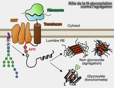 Rôle de la N-glycosylation contre l’agrégation