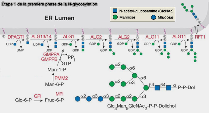 Étape 1 de la première phase de la N-glycosylation