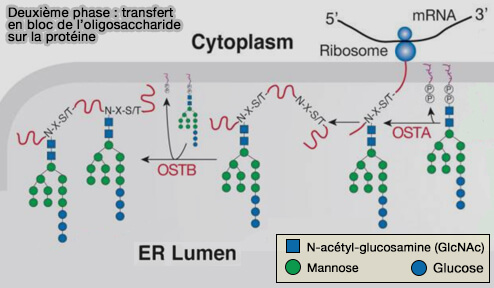 Deuxième phase : transfert en bloc de l’oligosaccharide sur la protéine