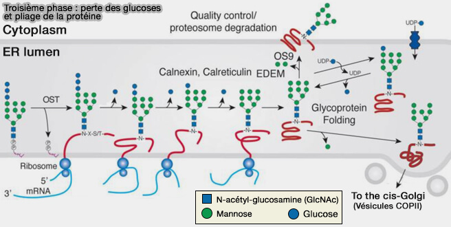 Troisième phase : perte des glucoses et pliage de la protéine