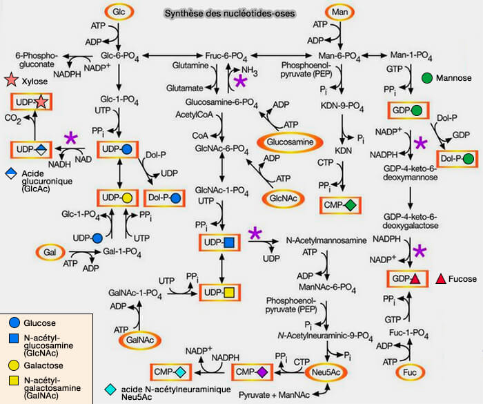 Synthèse des nucléotides-oses