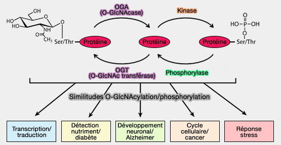 Similitudes O-GlcNAcylation/phosphorylation