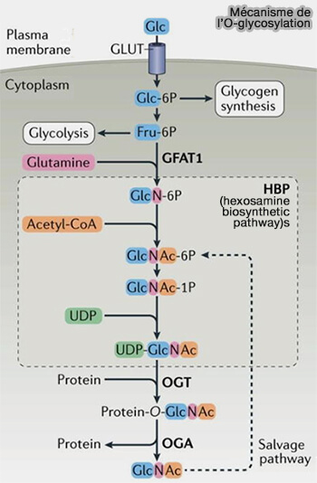 Mécanisme de l'O-glycosylation