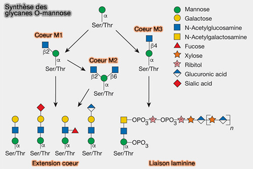 Similitudes O-GlcNAcylation/phosphorylation