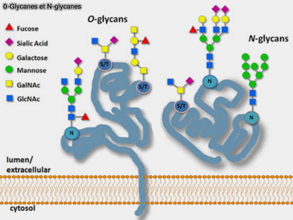 O-glycanes et N-glycanes