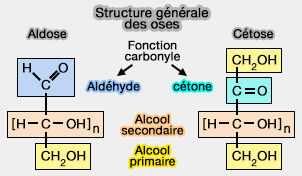 Structure générale des oses