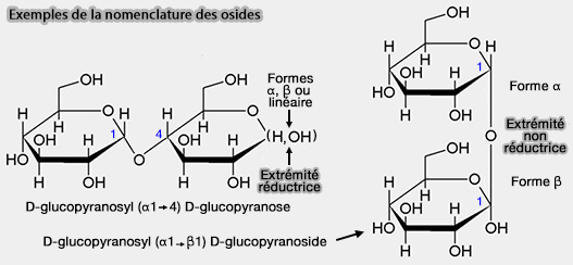 Exemples de la nomenclature des osides